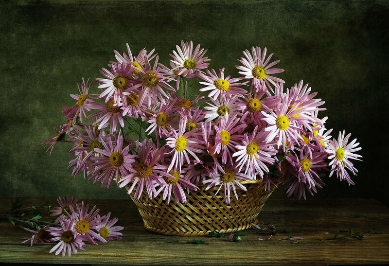 Pink Daisies in Basket