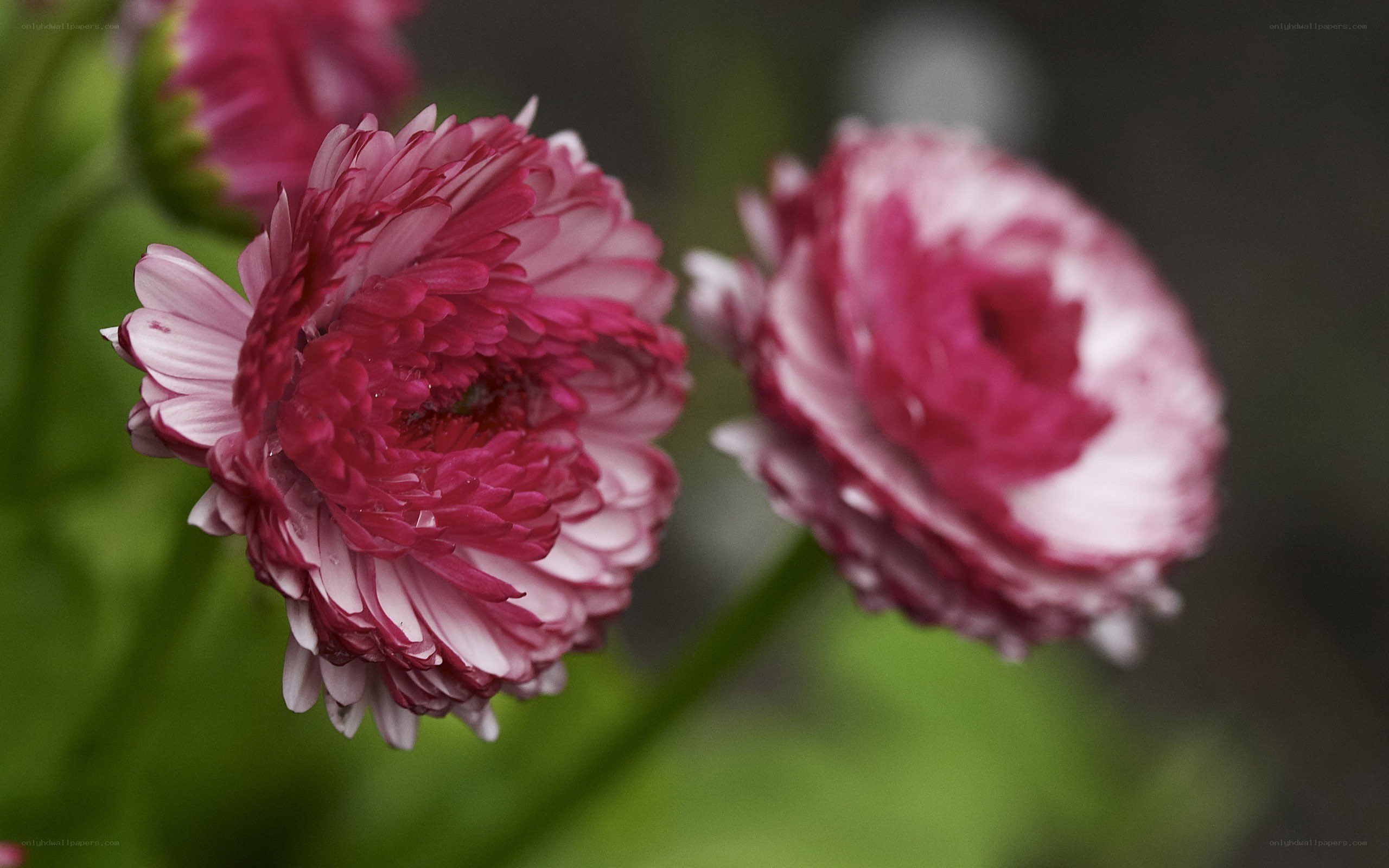 Pink daisies in bloom
