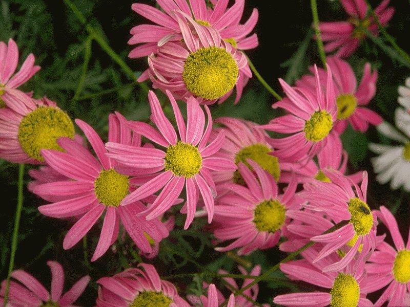 Pink daisies in bloom