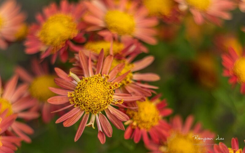 Pink Daisies in Bloom — Calm, Afternoon, Photograph