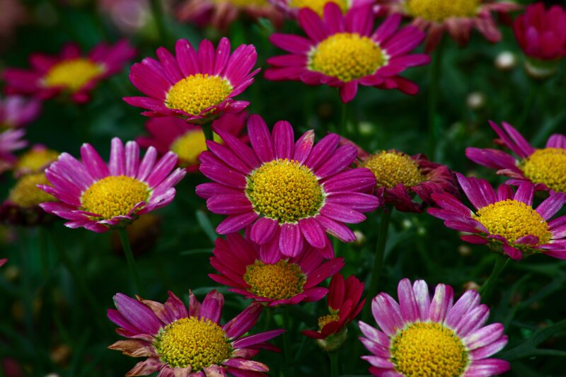 Pink Daisies in Bloom — Calm, Afternoon, Photograph, Yellow Centers
