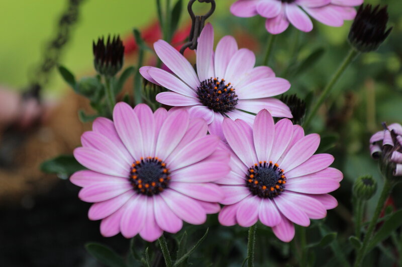 Pink Daisies in Bloom — Calm, Afternoon