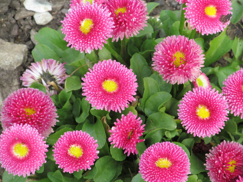 Pink Daisies in Bloom — Calm, Spring, Photograph