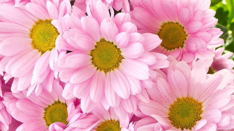 Pink Daisies in Bloom — Calm, Spring