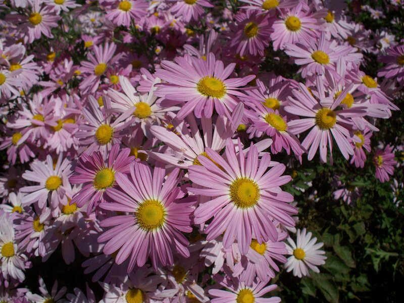 Pink Daisies in Bloom — Calm