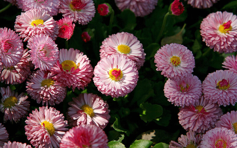 Pink Daisies in Bloom — Serene, Afternoon