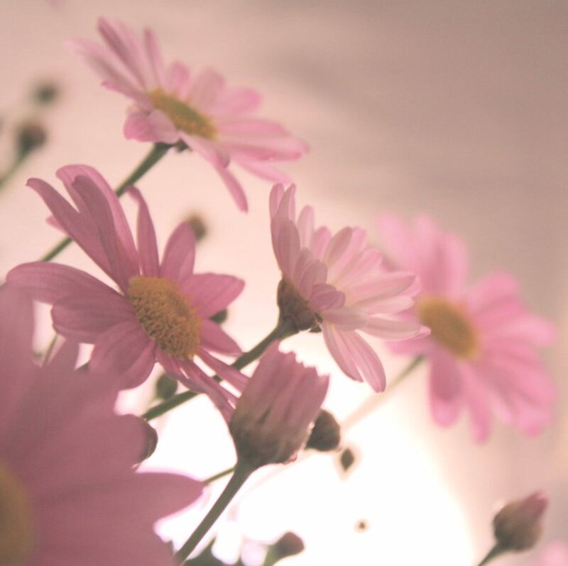 Pink Daisies in Bloom — Serene, Photograph