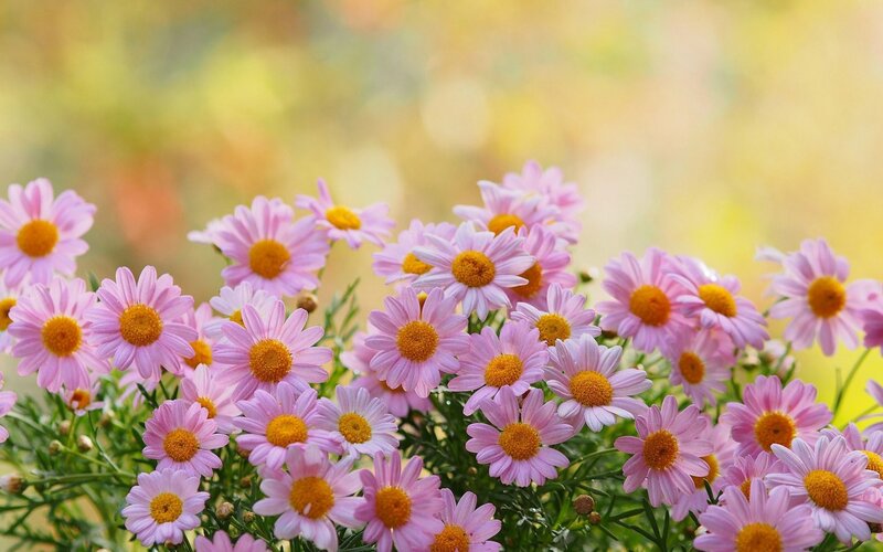 Pink Daisies in Bloom — Serene, Spring, Photograph