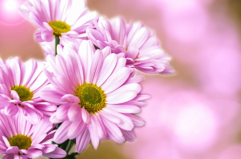 Pink Daisies in Bloom — Serene, Spring