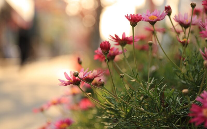 Pink Daisies in Bloom — Serene, Sunset