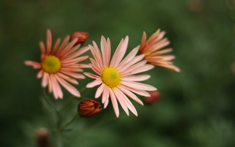 Pink Daisies in Bloom — Serene