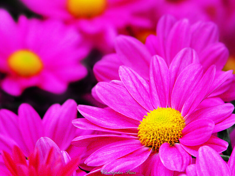 Pink Daisies in Bloom — Vibrant, Photograph
