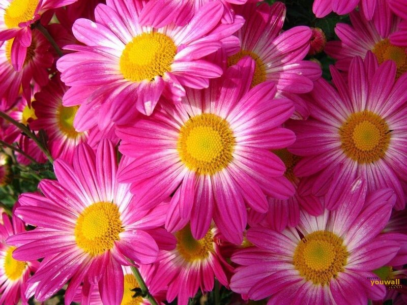 Pink Daisies in Bloom — Vibrant, Summer