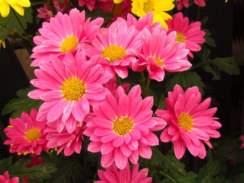 Pink Daisies in Bloom — Vibrant
