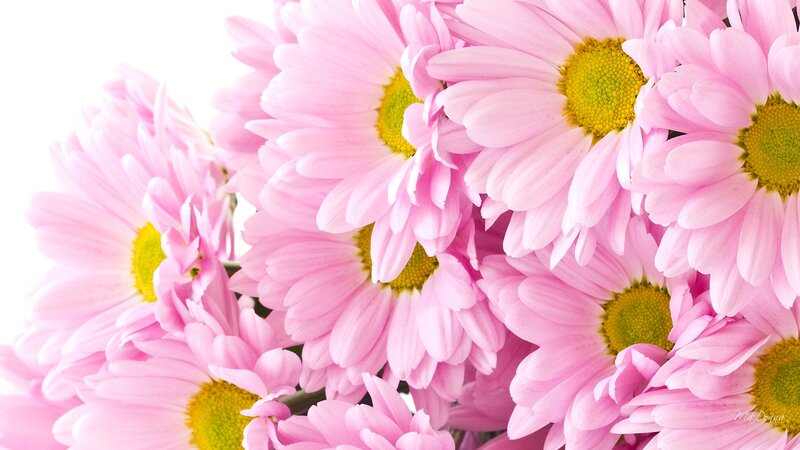 Pink Daisies in Bouquet — Calm, Photograph