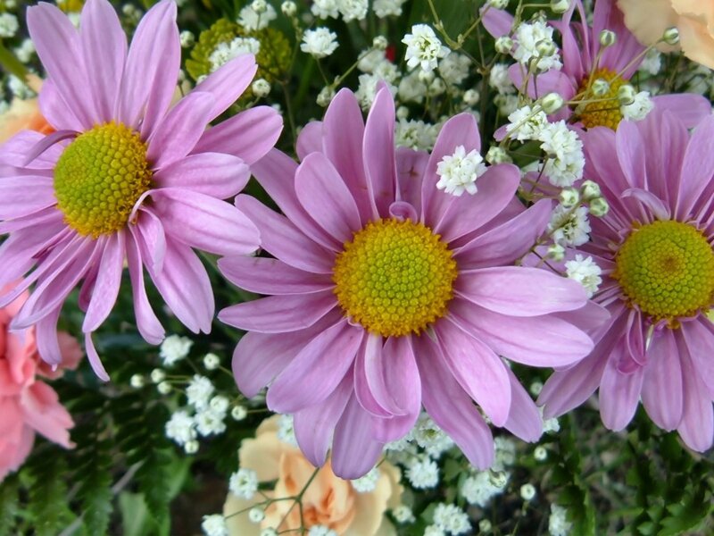 Pink Daisies in Bouquet — Calm, Spring