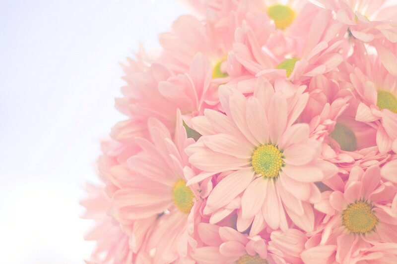 Pink Daisies in Bouquet — Serene, Spring