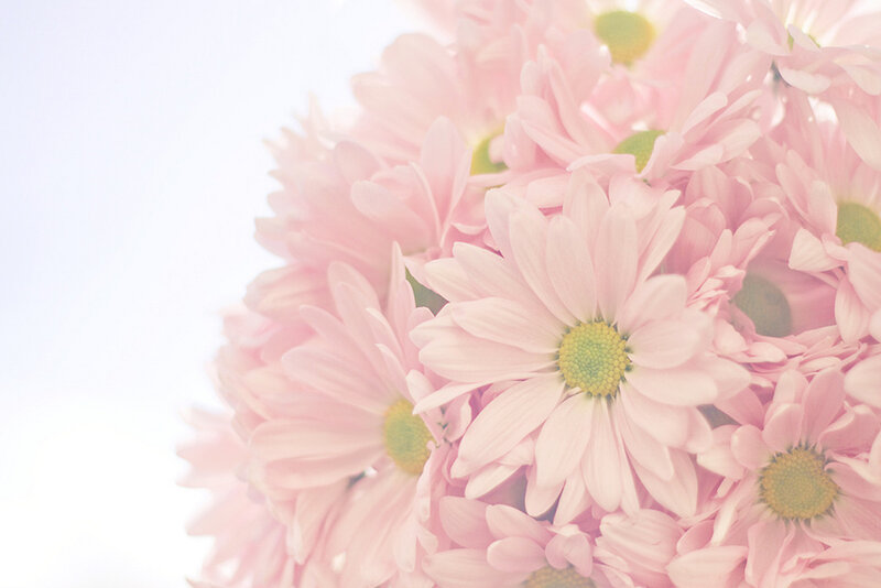 Pink Daisies in Bouquet — Serene