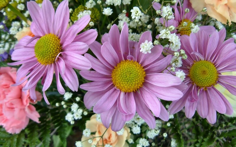 Pink Daisies in Bouquet