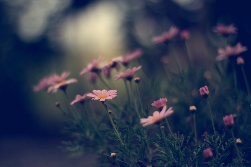 Pink Daisies in Field — Serene, Photograph