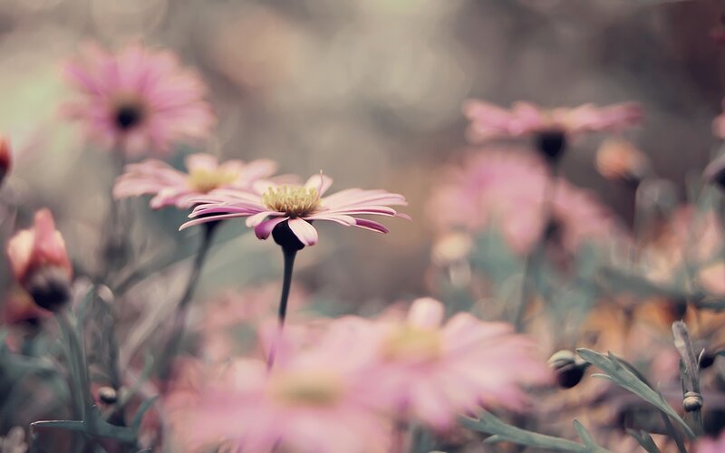 Pink Daisies in Field — Serene, Spring, Photograph, Flowers, Stems, Leaves