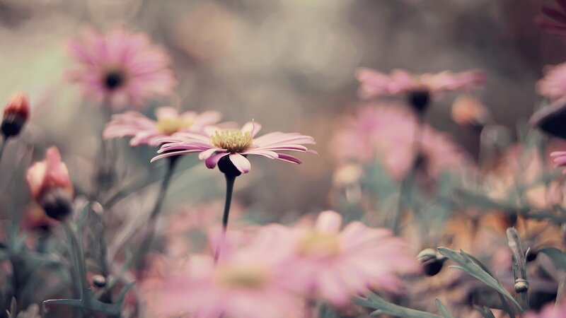 Pink Daisies in Field — Serene, Spring, Photograph