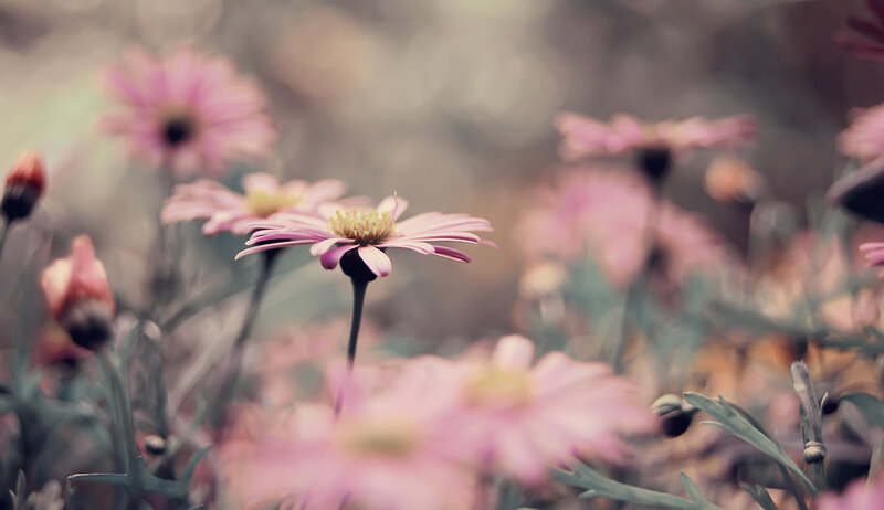 Pink Daisies in Field — Serene, Spring