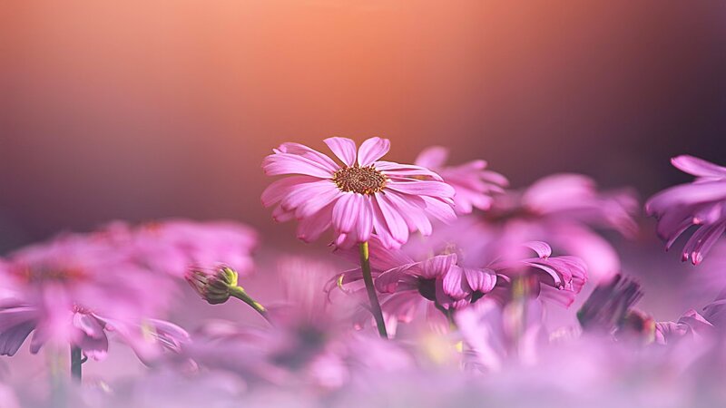 Pink Daisies in Field — Serene, Sunset