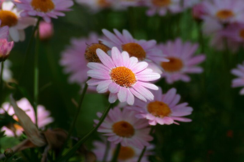 Pink Daisies in Field — Serene