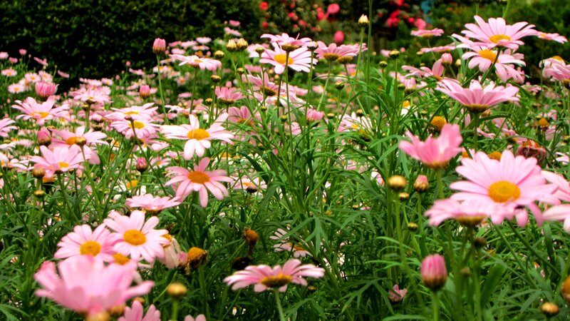 Pink Daisies in Field