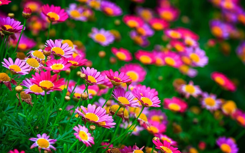 Pink Daisies in Field — Vibrant, Spring, Photograph, Green Leaves