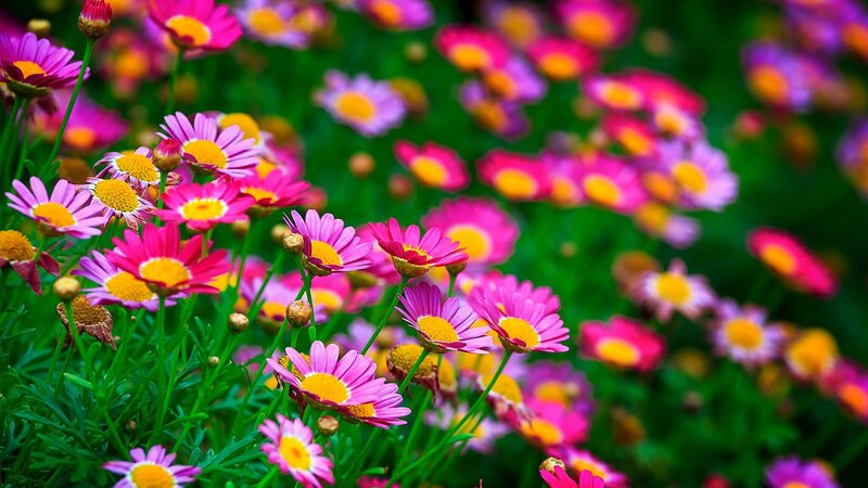 Pink Daisies in Field — Vibrant, Spring, Photograph