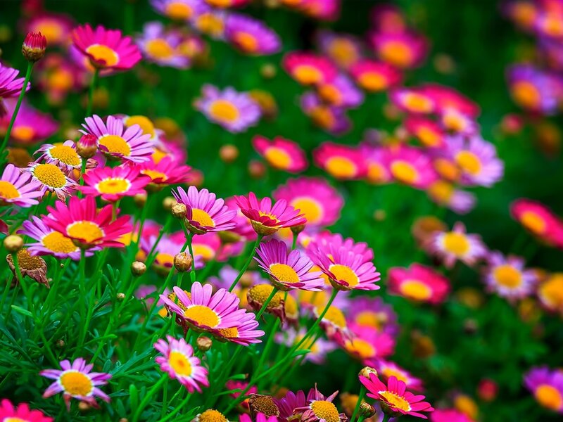 Pink Daisies in Field — Vibrant, Spring