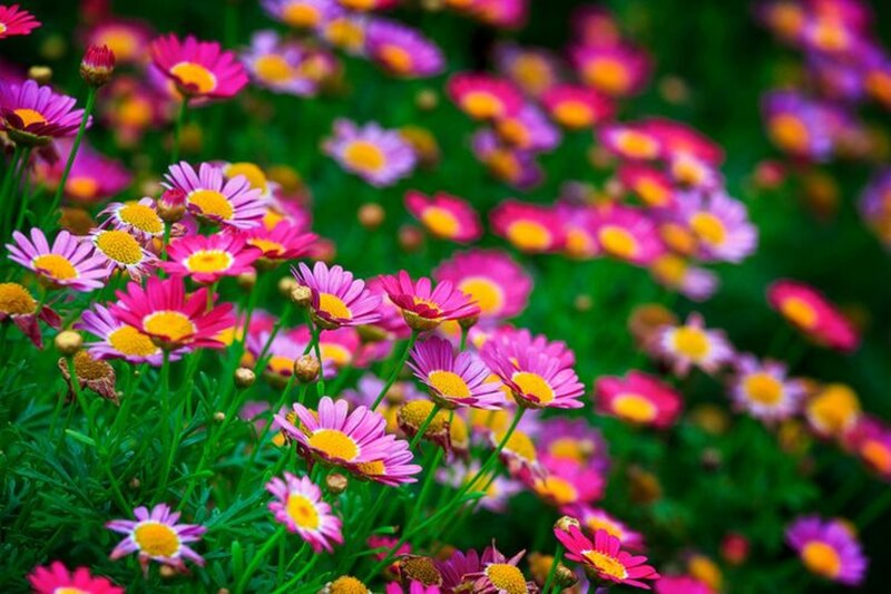 Pink Daisies in Field — Vibrant