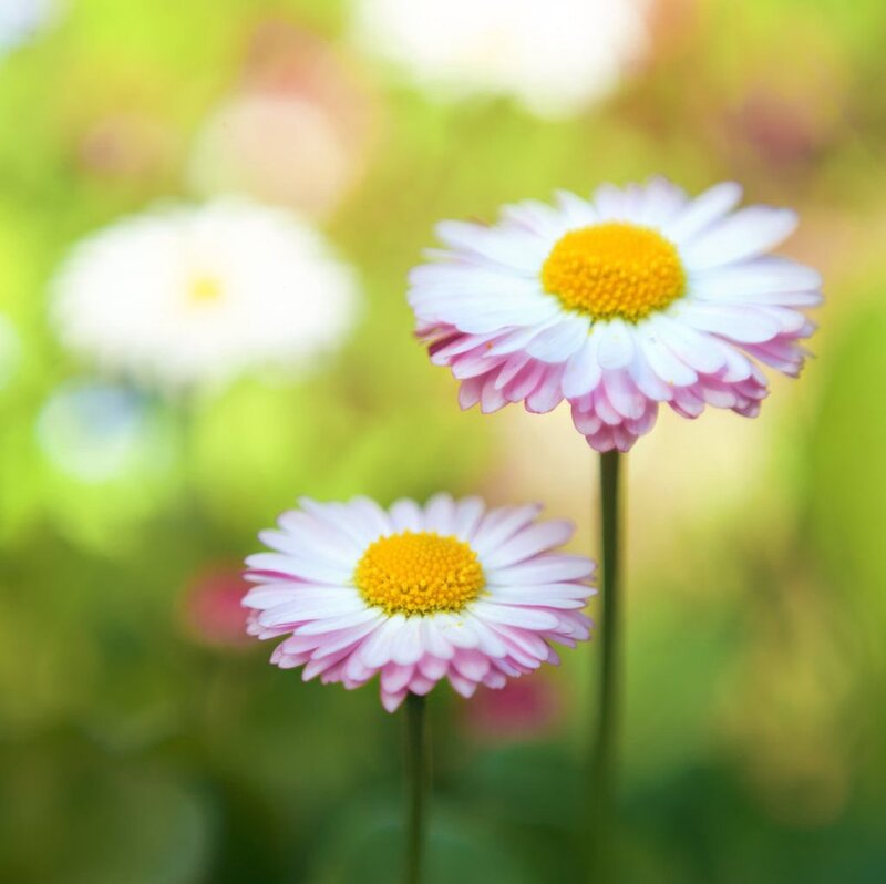Pink Daisies in Field — White