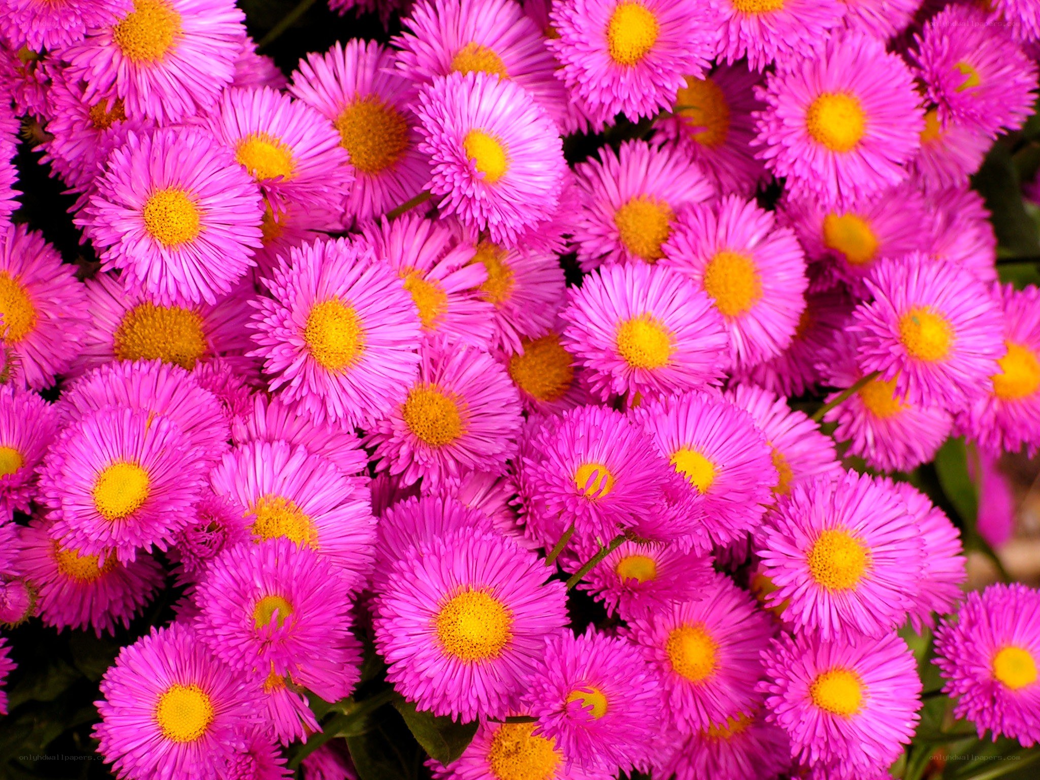 Pink daisies in full bloom
