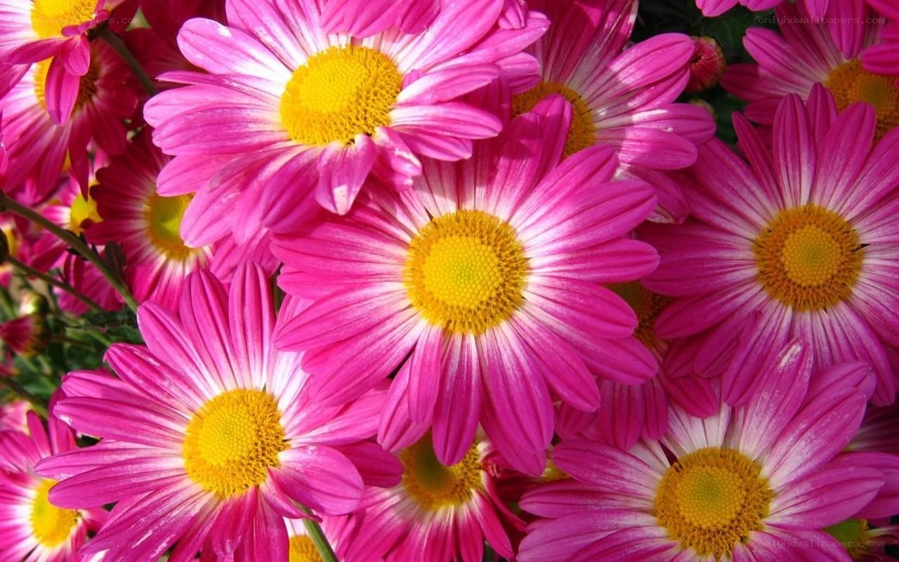 Pink daisies in full bloom
