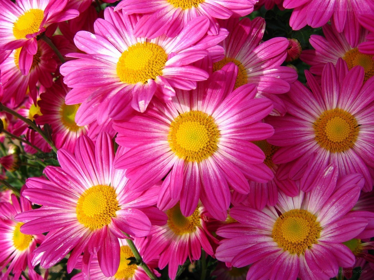 Pink daisies in full bloom
