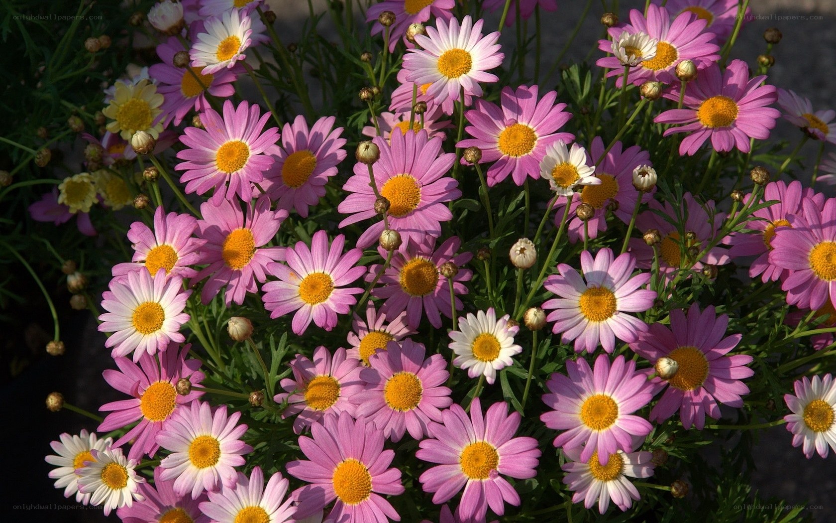Pink daisies in full bloom