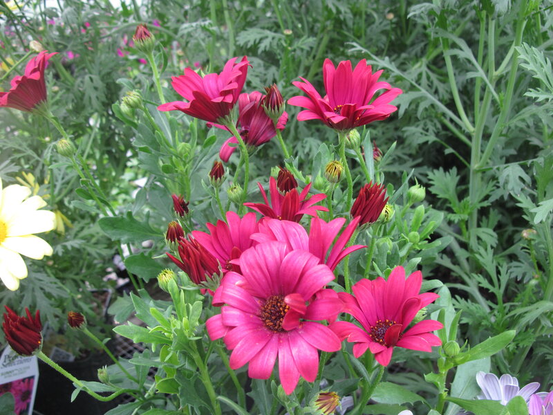 Pink Daisies in Garden — Calm
