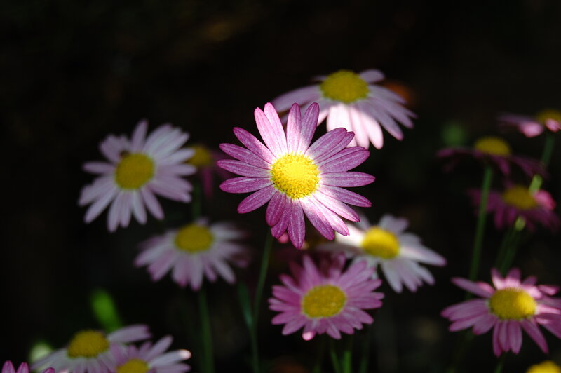 Pink Daisies in Garden — Serene, Afternoon, Photograph