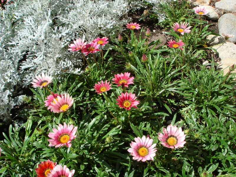 Pink Daisies in Garden — Serene