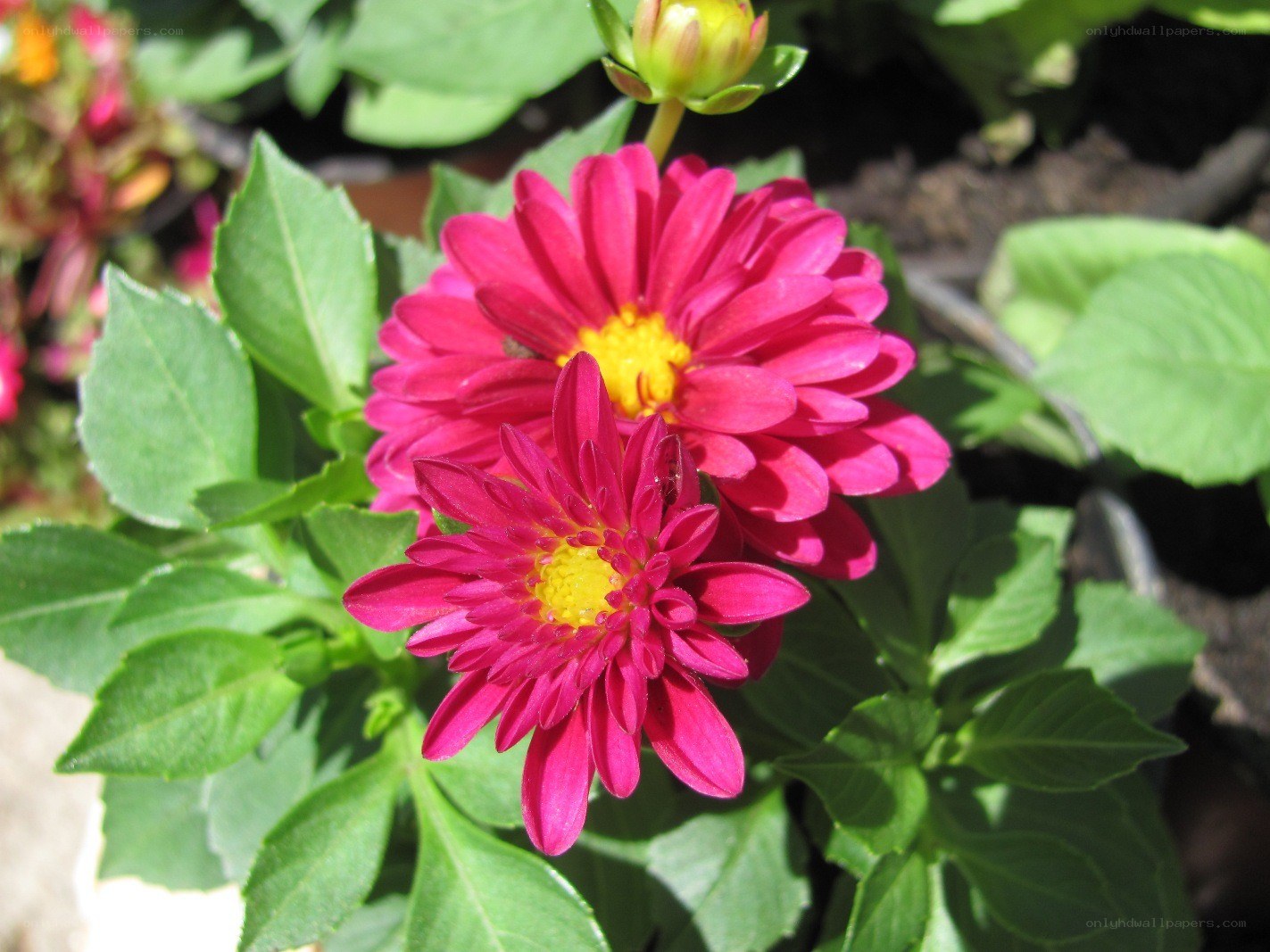 pink daisies in garden