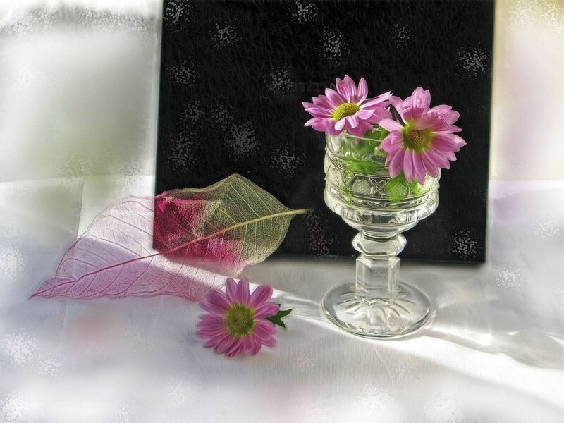 Pink Daisies in Glass