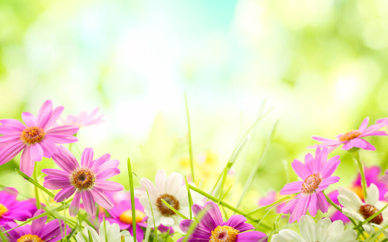 Pink Daisies in Grass — Serene