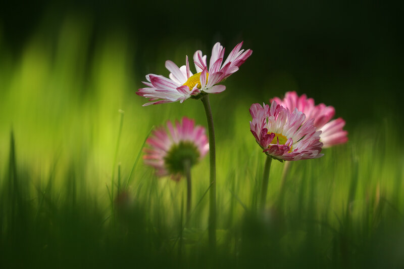 Pink Daisies in Grass