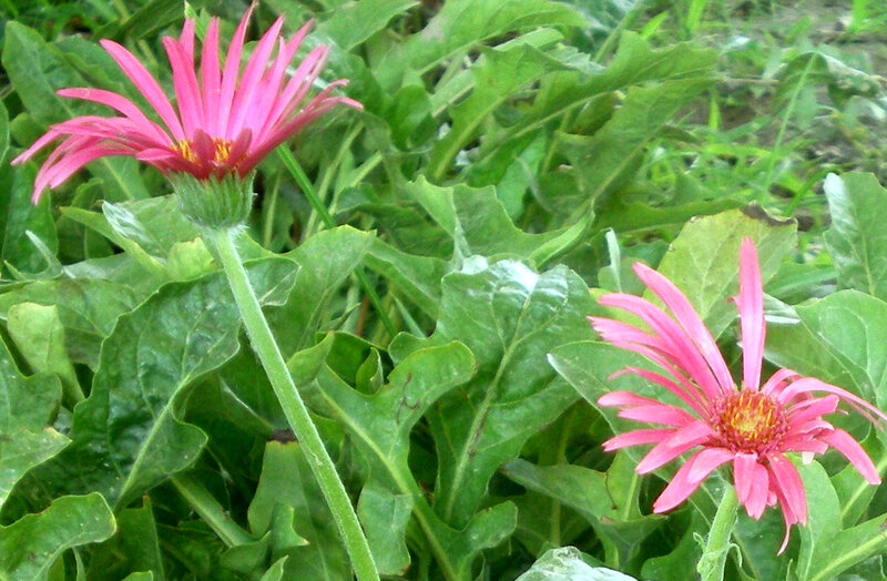 Pink daisies in green foliage