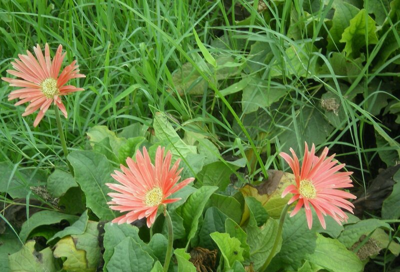 Pink daisies in green grass
