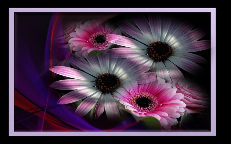 Pink Daisies in Motion