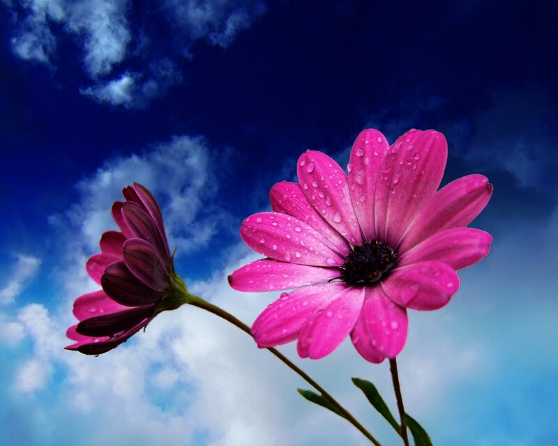 Pink Daisies in Sky